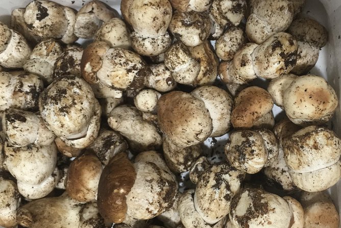 Private Hunting Of Truffle And Mushrooms With Chef Luigi Gandola In Bellagio - Booking and Policies for the Truffle Hunting Tour