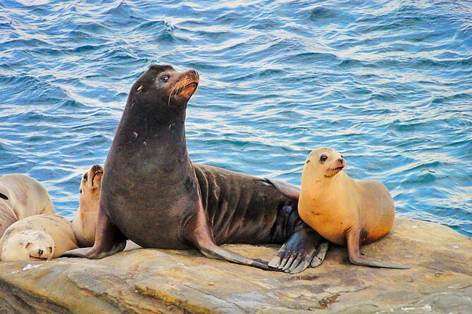 Private Instagrammable San Diego Tour – Scenic and Coastal - Things To Known