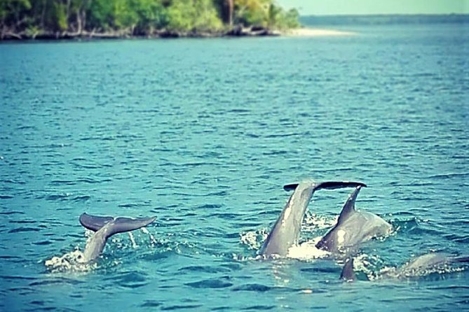 Private Los Haitises National Park and Caño Hondo Guided Tour With Lunch - Frequently Asked Questions