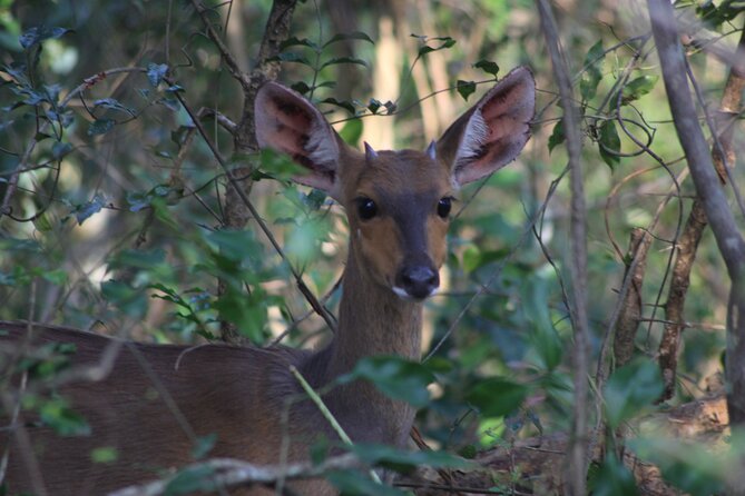 Private Maputo National Park Safari Day Tour With Pickup - Frequently Asked Questions