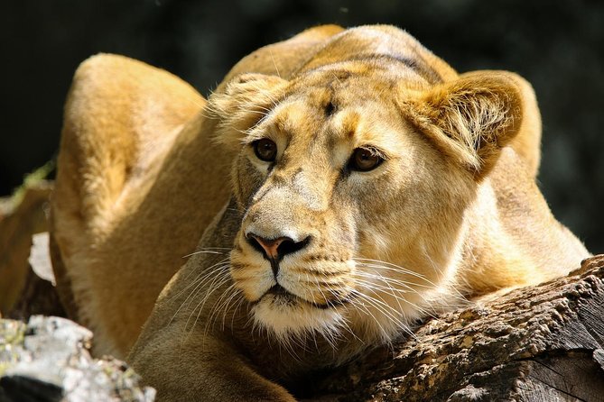 Private Safari Nairobi National Park in 4*4 Landcruiser - Why Choose Wasili Kenya Safaris