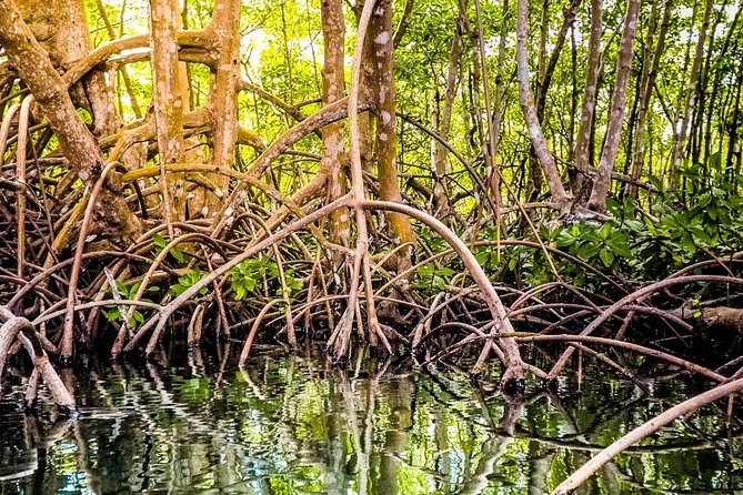 Private Sightseeing Tour | Guadeloupe - What to Expect