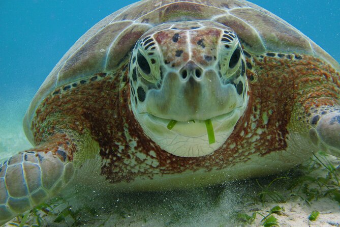 Private Snorkel With Turtle at Akumal - Frequently Asked Questions