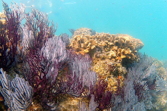 Private Snorkeling Boat Tour in San Jose Del Cabo - Frequently Asked Questions