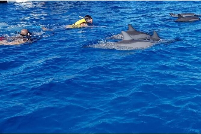 Private Speed Boat Tour and Dolphin Encounter at Ile Aux Benitier - Booking and Reservations