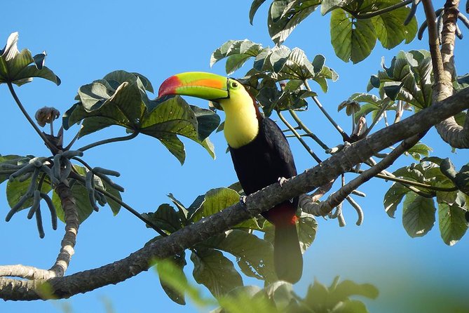 Private Tour: Birdwatching From Cancun - Booking Information