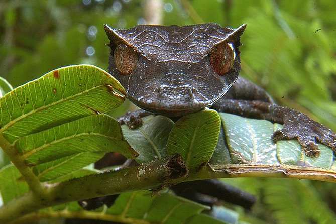 Private Tour for the Highlights of Madagascar - Highlights of the Tour