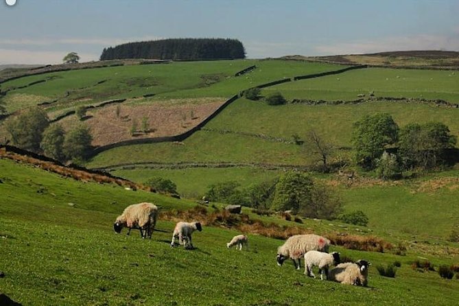 Private Tour - Haworth, Bolton Abbey and Yorkshire Dales Day Trip From Harrogate - Customer Support