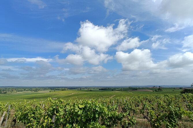 Private Tour in the Sauternes Wine Region - Discover Bordeaux Sweet Crus Classés - Competitive Tour Pricing