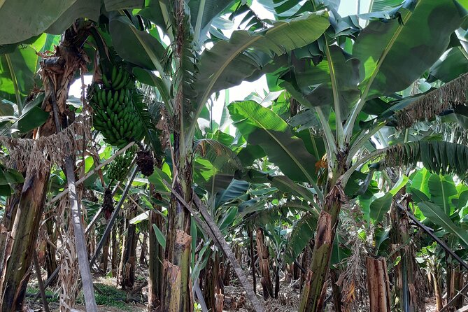 Private Tour of Banana Farm From Funchal - Experience Duration