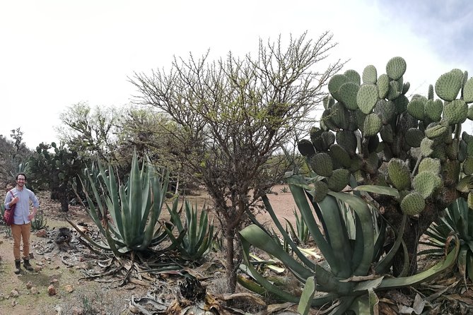 Private Tour of the Mezcal Route With Ancestral Drinks - Ancestral Drinks and Traditions