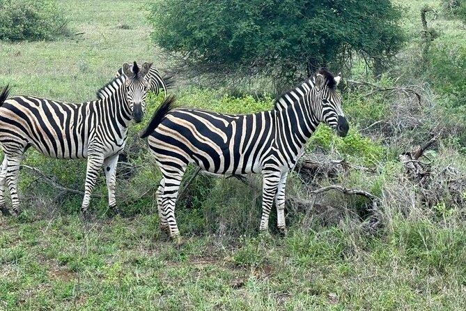 Private Tour to Aquila Game Reserve in Cape Town - See the Big5 - Frequently Asked Questions