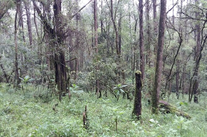 Private Tour to Suba Forest and Highest Peak With Lunch - Frequently Asked Questions