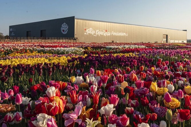 Private Tour to Tulips, Keukenhof, Windmills & Cheese Farm - Ask Away