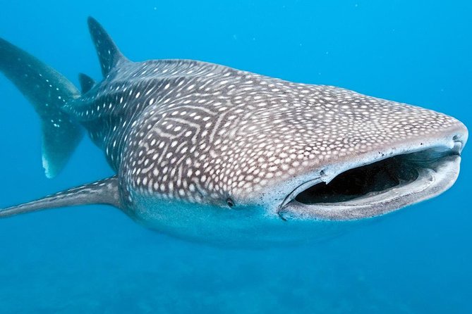 Private Whale Shark Ecofriendly Tour From Cancun - Tour Guides and Captain