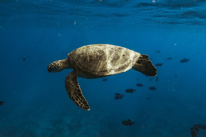 Private Whale Watching and Coastal Swimming Tour Honolulu - Frequently Asked Questions