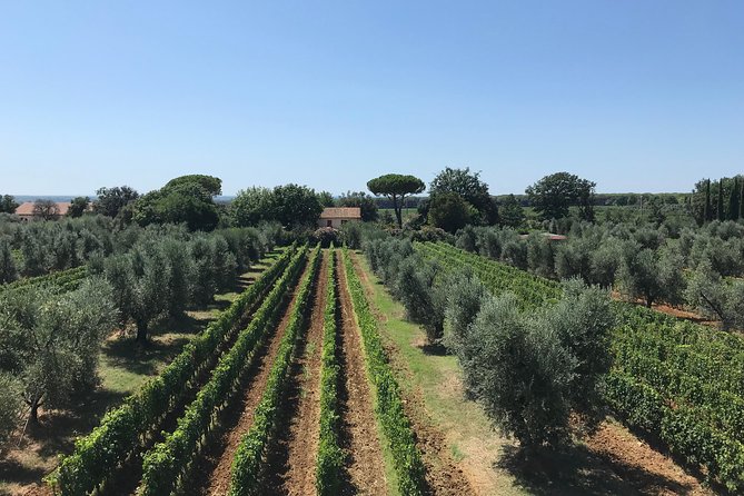 Private Wine Tour With Sommelier - the Magical Bolgheri (2 Wineries) - Frequently Asked Questions