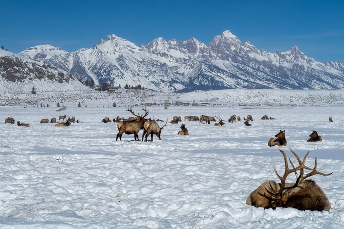 Private Winter Tour of Grand Teton National Park & Sleigh Ride - Customer Reviews and Feedback