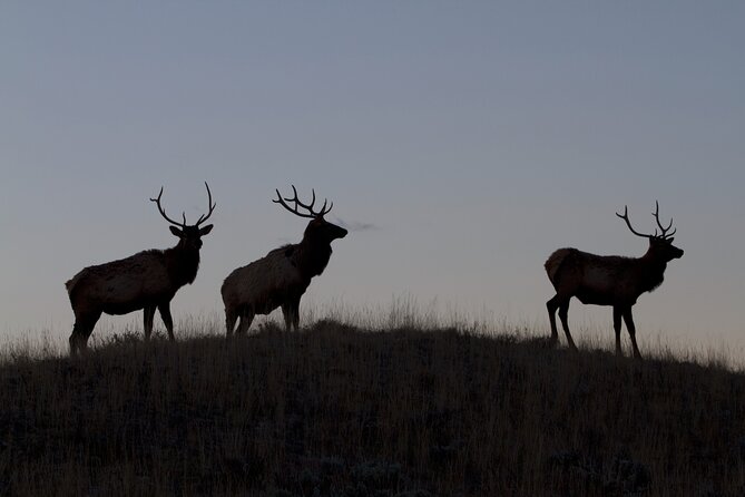 Private Yellowstone Highlights Tour - Tips for Your Tour