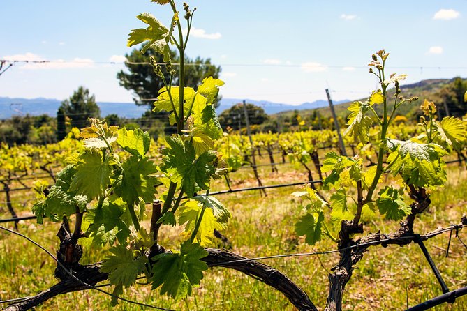 Provence - Mont Sainte Victoire in Search of Cézanne Private Wine Tour - Local Guide and Wine Production