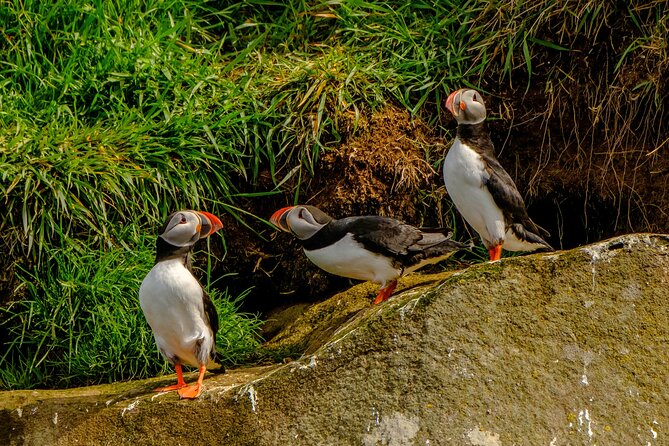 Puffin Watching Speedboat Express - Exploring Puffins and Wildlife
