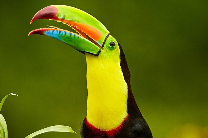 Rainforest Canopy Adventure Pacific - Traveler Reviews and Ratings