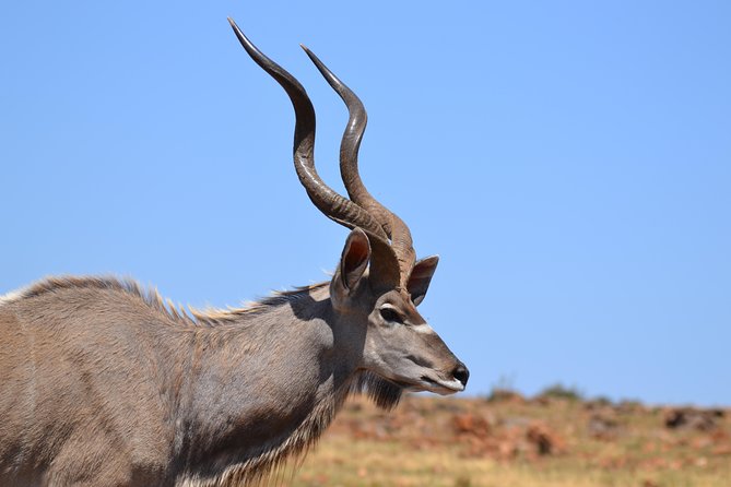 Rhino & Lion Park From Johannesburg - Tips for Visiting the Park