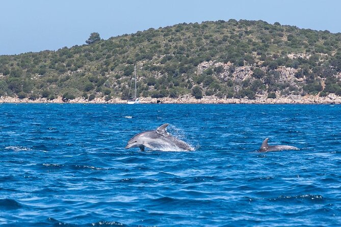 Rib Boat Tour to the Dolphin Area up to 6 People - English-Speaking Local Guide