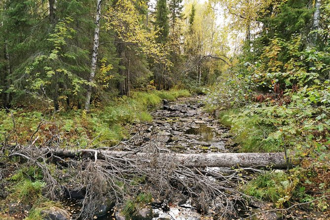 Rovaniemi: Vaattunkikönkä Nature Trail Hiking Tour - The Sum Up