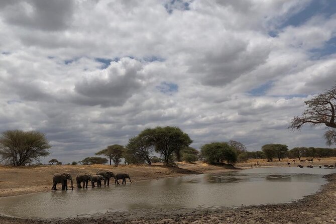 Royal Day Trip to Selous/Nyerere Park Fly Safari From Zanzibar - Frequently Asked Questions
