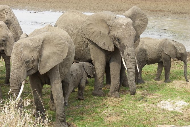 Safari & Culture - Safari Experience