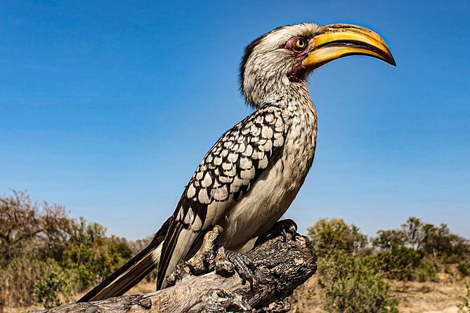 Safari in the Kruger National Park - 4 Days-All Inclusive & Private - Customer Reviews