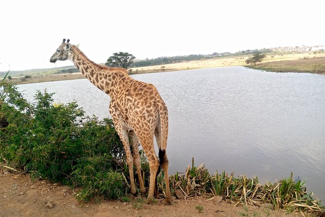 Safari Tour : Nairobi National Park - Unforgettable Safari Experience
