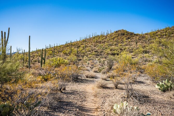Saguaro NP and Mt. Lemmon Tour Review - Final Verdict On This Stay