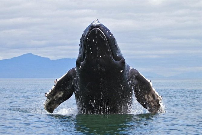 Samana Tours (With Whales) Full Day Excursion! All Inclusive Tour! - Frequently Asked Questions