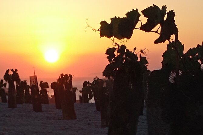 Santorini: Private Agri-Educational Visit to an Organic Farm - Sum Up