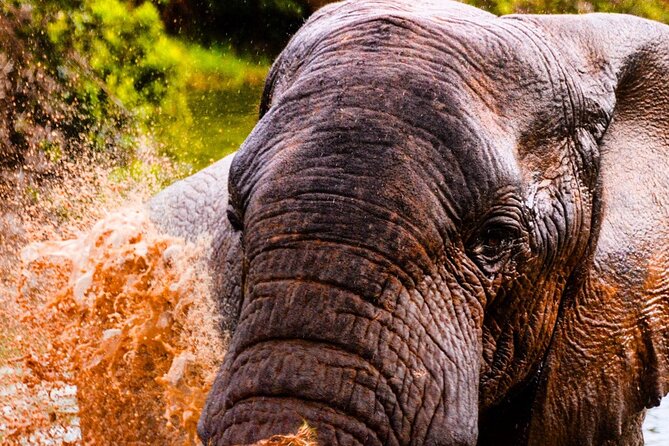 Schotia Open Vehicle Safari Game Drive - Frequently Asked Questions
