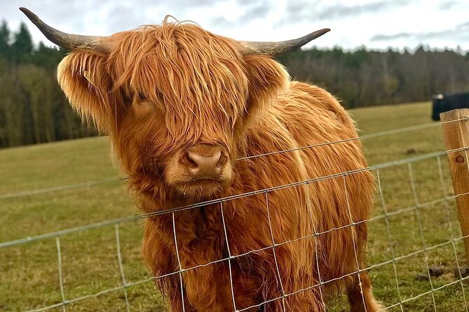 Scone Palace, Nature, Pitlochry, Whisky Experience From Edinburgh - Frequently Asked Questions