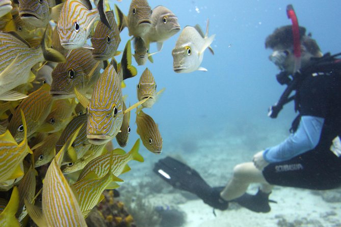 Scuba Diving at MUSA the Underwater Museum for Certified Divers - Exploring the Underwater Museum
