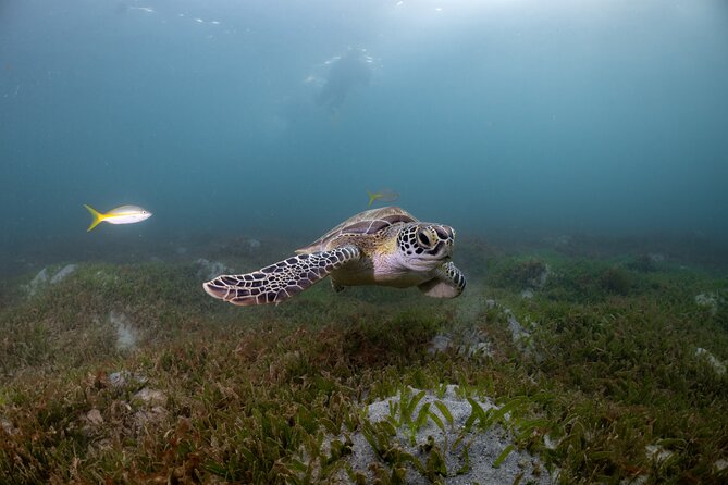Scuba Tour for Certified Divers in San Juan - Traveler Reviews and Ratings
