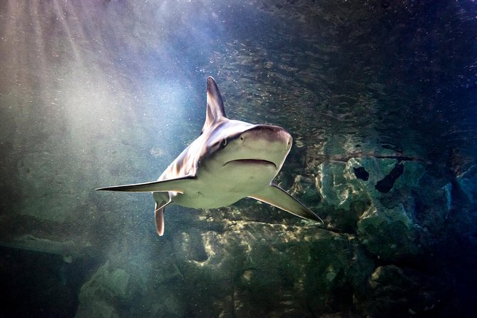 SEA LIFE Aquarium Minnesota Admission Ticket at Mall of America - Tips and Recommendations