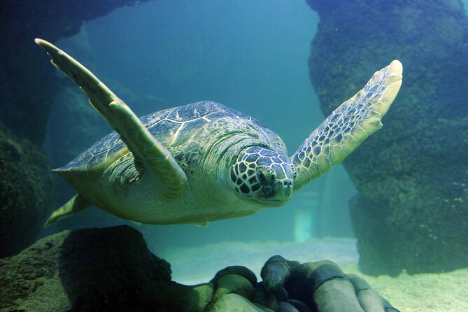 SEA LIFE Orlando Aquarium - Planning Your Visit