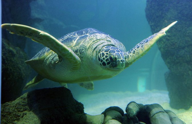 SEA LIFE San Antonio Admission Ticket - Sum Up