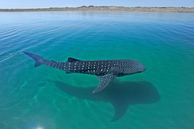 Sea of Cortez Combo: Whale Sharks, Sea Lions & Balandra Beach - Beach Visit