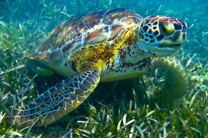 Sea Turtle and Cenotes Half Day Snorkeling Tour From Riviera Maya - Turtle Sightings and Cenotes