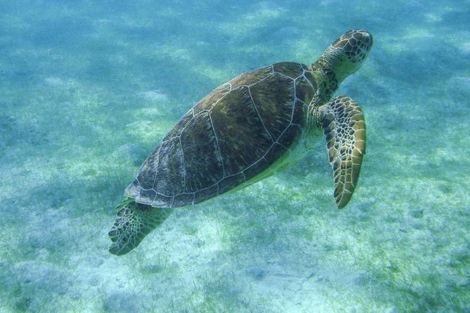 Sea Turtle Snorkeling Ecofriendly Tour From Cancun & Riviera Maya - Frequently Asked Questions