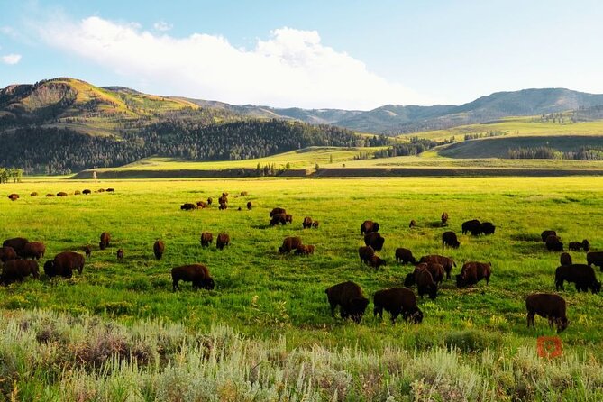 Self-Guided Audio Driving Tour in Yellowstone and Grand Teton - Technical Considerations