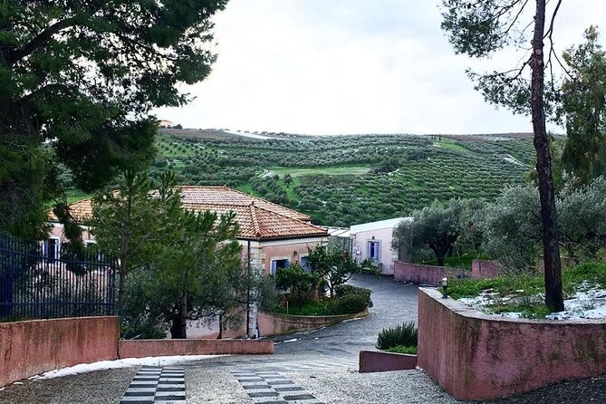 Semi- Private Olive Grove and Oilve Mill With Olive Oil Tastings - Guest Reviews and Ratings