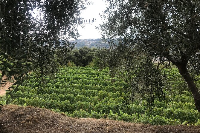 Semi Private Organic Wine & Food Tasting Tour (From Nice) - Local Family Winery Experiences