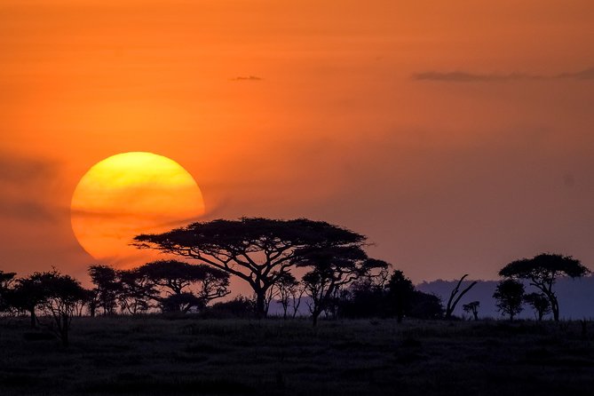 Serengeti & Ngorongoro 3 Days Fly Safari in From Zanzibar - Highlights of the Serengeti